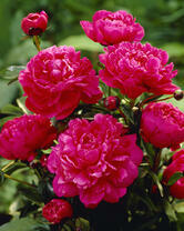 Без бренда «2KMB-4036» в Кургане