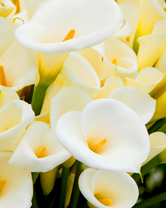 Без бренда «Белые каллы» в Кургане