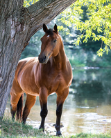 Без бренда «Лошадь у дерева» в Кургане