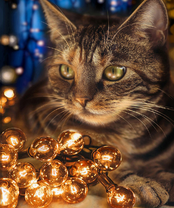 Без бренда «2KXSB-0678» в Кургане