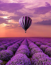 Без бренда «Фиолетовый воздушный шар над фиолетовым лавандовым полем (20шт)» в Кургане