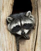 Без бренда «Енот в дупле» в Кургане