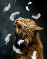 Без бренда «Кот среди перышек» в Кургане