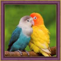 Оранжевый и синий попугаи