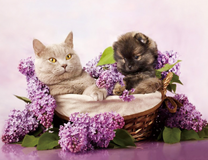 Щенок и кошечка в корзинке среди сирени