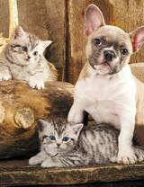 Без бренда «Милый щенок французского бульдога и два котёнка» в Кургане в интернет-магазине  Без бренда «Милый щенок французского бульдога и два котёнка» в Кургане