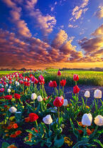 Без бренда «Поле тюльпанов под облачным небом» в Кургане в интернет-магазине  Без бренда «Поле тюльпанов под облачным небом» в Кургане